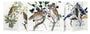 Set of four bird-themed field notebooks with illustrations on the covers.