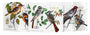 Set of four bird-themed packages with illustrations and text on a white background