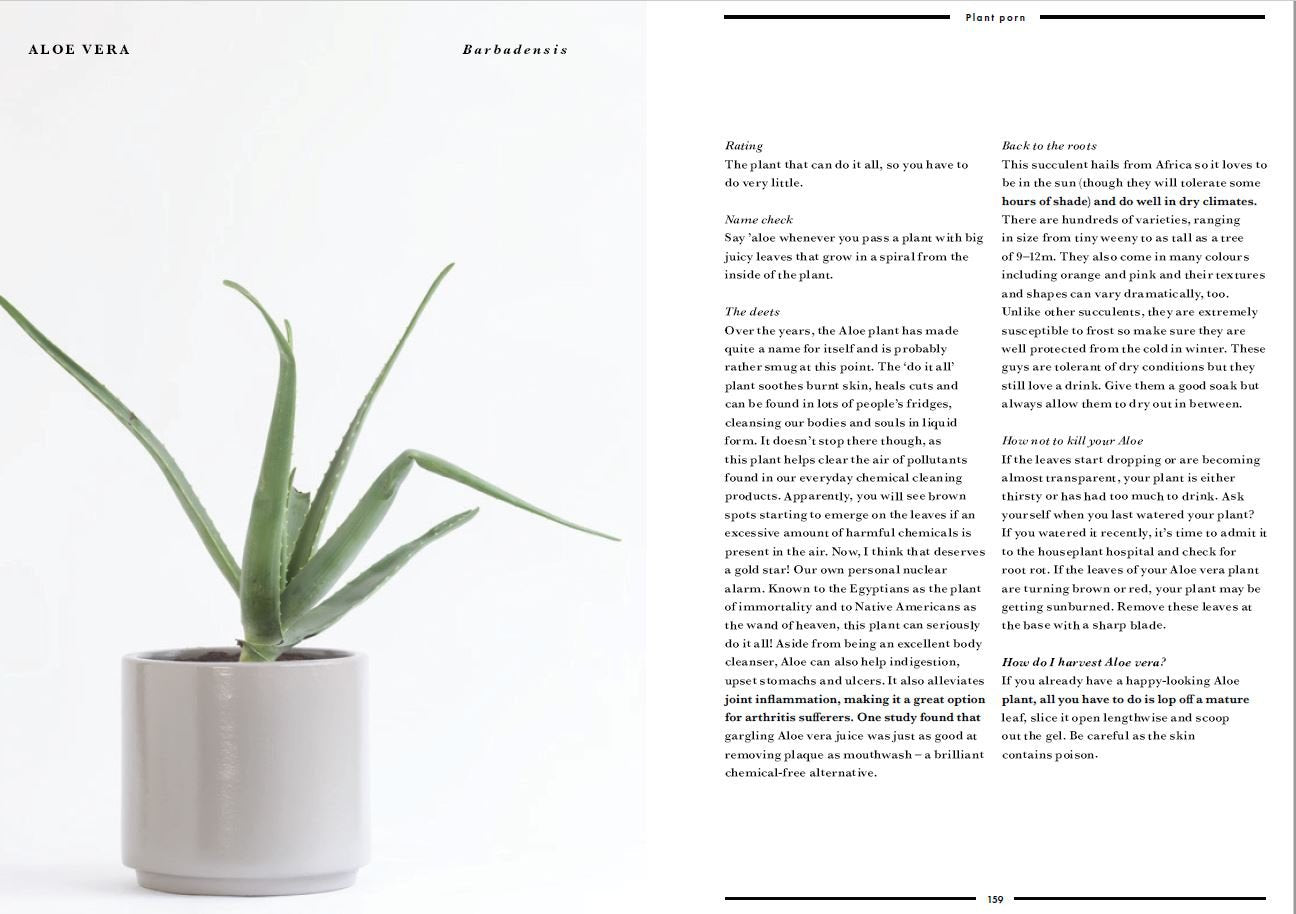 How Not To Kill Your Plants